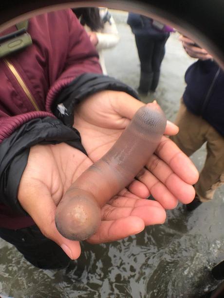 Mystère à la plage : Une invasion de vers pénis (Urechis caupo) sur les côtes californiennes... Une manière pour l'océan d'envoyer des dick pics?