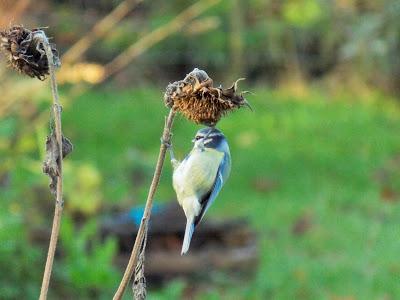 Bilan de l'année 2019 au jardin d'Ecolo-bio-nature Bilan de l'année 2019 au jardin d'Ecolo-bio-nature