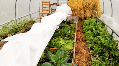 Bilan de l'année 2019 au jardin d'Ecolo-bio-nature Bilan de l'année 2019 au jardin d'Ecolo-bio-nature