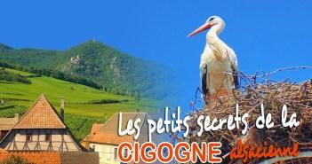 Les petits secrets de la Cigogne alsacienne © French Moments
