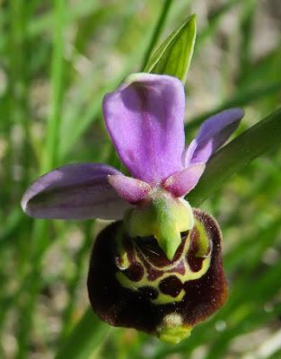 Ophrys bourdon (Ophrys fuciflora)