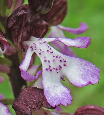 Orchis pourpre (Orchis purpurea)