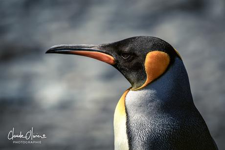 L'aventure merveilleuse en Antarctique ! Partie 2: La Géorgie du Sud