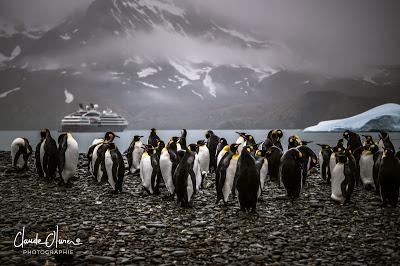 L'aventure merveilleuse en Antarctique ! Partie 2: La Géorgie du Sud