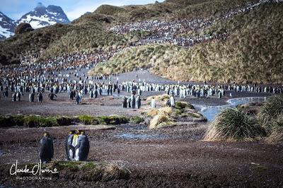 L'aventure merveilleuse en Antarctique ! Partie 2: La Géorgie du Sud