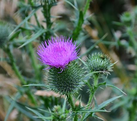 Les plantes détoxifiantes