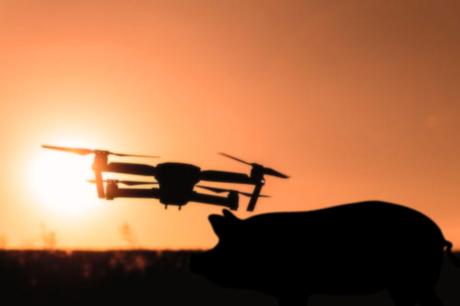 En Chine, des gangs propagent la peste porcine avec des drones