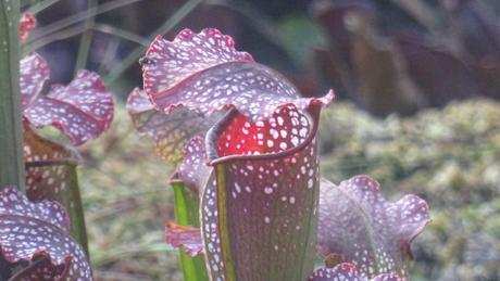 Une armée de tueuses dans un jardin botanique