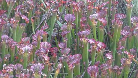 Une armée de tueuses dans un jardin botanique