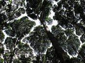 arbres, grands timides.