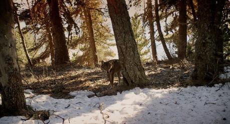 Film documentaire Marche Avec Les Loups Film documentaire Marche Avec Les Loups