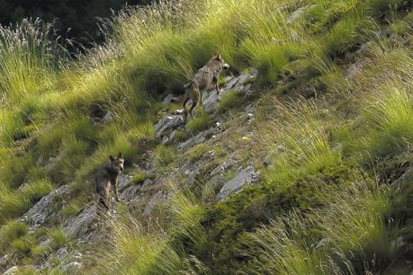 Film documentaire Marche Avec Les Loups Film documentaire Marche Avec Les Loups