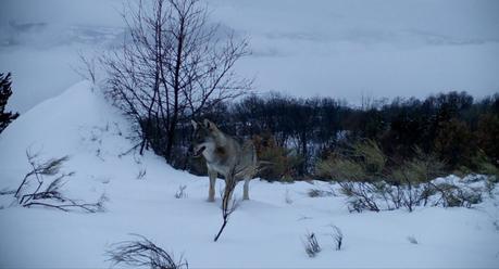 Film documentaire Marche Avec Les Loups