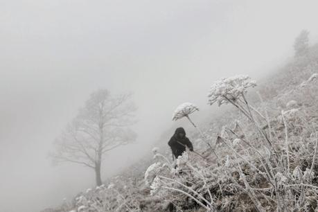 Film documentaire Marche Avec Les Loups