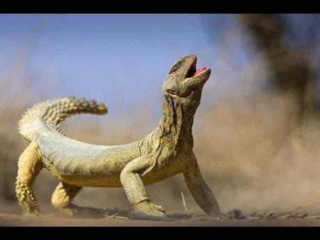 Divers - de magnifiques photos....