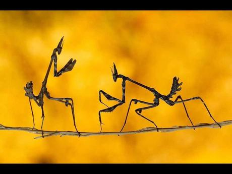 Divers - de magnifiques photos....