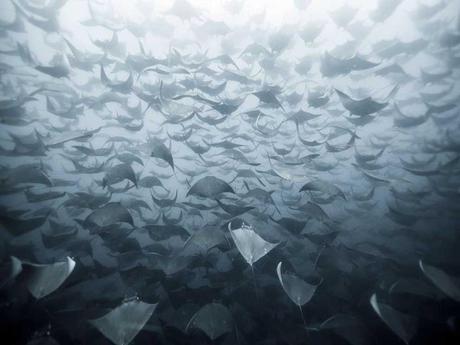 Divers - de magnifiques photos....