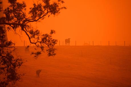 Ces images qui donnent à l’Australie un air d’apocalypse