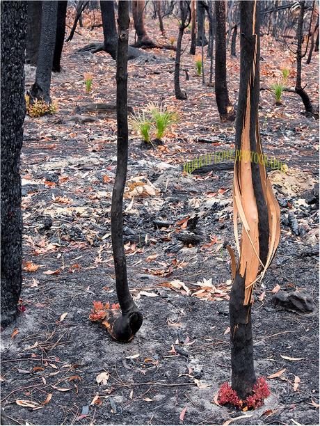Australie : il photographie la flore qui renaît