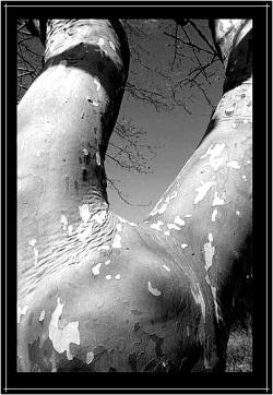 Gérard Bayo | Le vent s’est éloigné Gérard Bayo | Le vent s’est éloigné