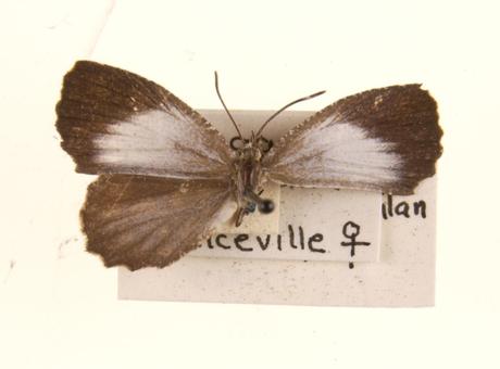 Logania distanti - Wikipedia