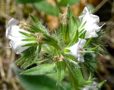 Vipérine commune albiflore (Echium vulgare albiflora)