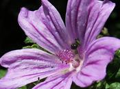 Mauve sauvage (Malva sylvestris)