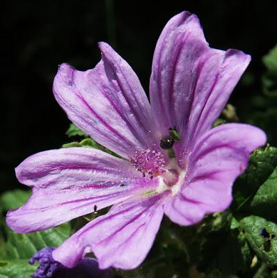 Mauve sauvage (Malva sylvestris)
