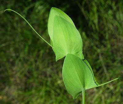 Gesse sans feuilles (Lathyrus aphaca)