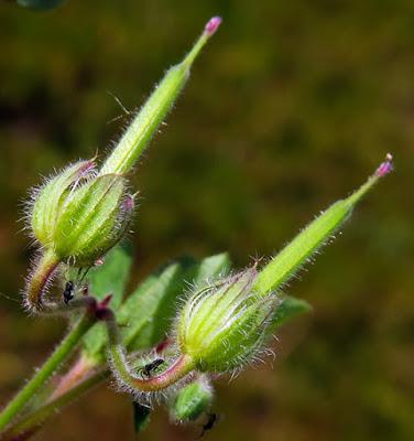 Géranium à feuilles rondes (Geranium rotundifolium)
