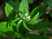 Aspérule odorante (Galium odoratum)