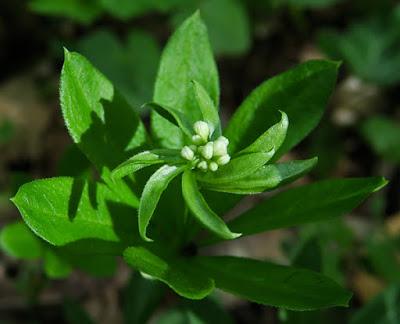 Aspérule odorante (Galium odoratum)