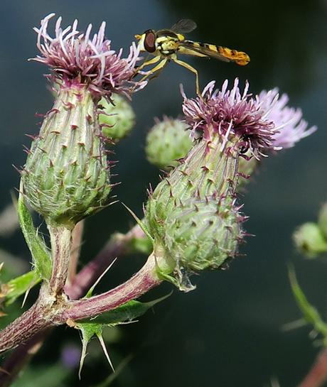 Cirse des champs (Cirsium arvense)