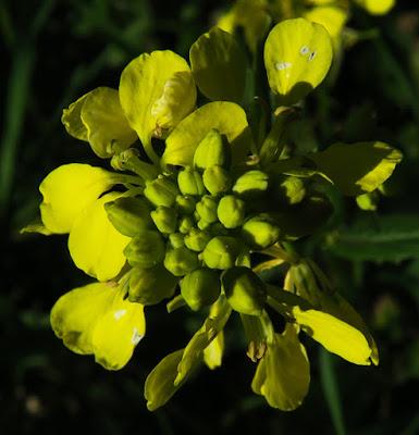 Moutarde noire (Brassica nigra)