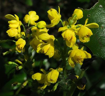 Mahonia faux-Houx (Berberis aquifolium)