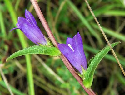 Campanule agglomérée (Campanula glomerata)