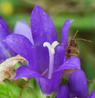 Campanule agglomérée (Campanula glomerata)