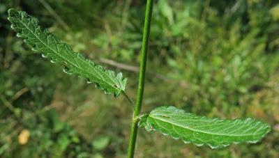 Bétoine officinale (Betonica officinalis)