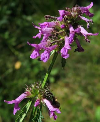 Bétoine officinale (Betonica officinalis)