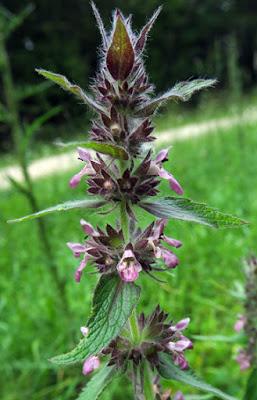 Ballote noire (Ballota nigra)