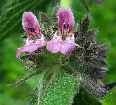 Ballote noire (Ballota nigra)