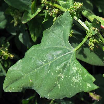 Arroche à larges feuilles (Atriplex prostata subsp. latifolia)