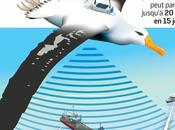 albatros espions détectent pêche illégale