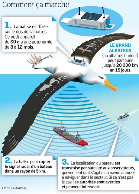 Des albatros espions détectent la pêche illégale