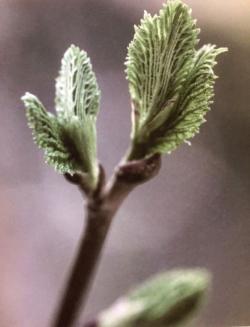 Christine Duminy-Sauzeau, Des choses simples