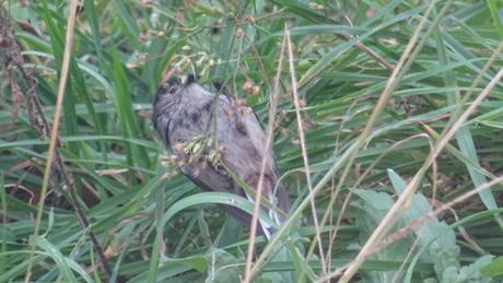 Exceptionnelle orite