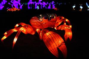 Océans en voie d’illumination au Jardin des plantes