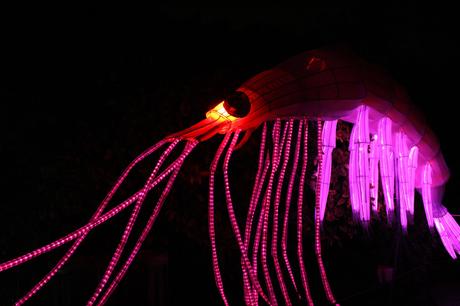 Océans en voie d’illumination au Jardin des plantes