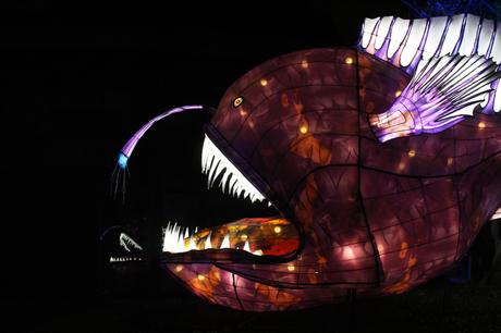 Océans en voie d’illumination au Jardin des plantes