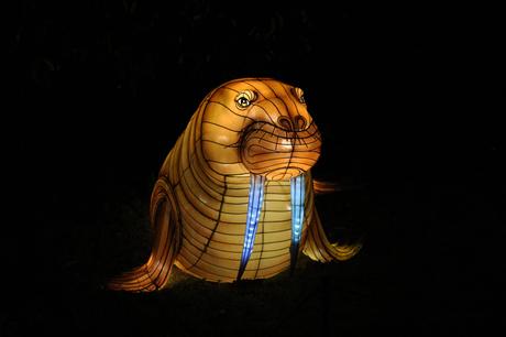 Océans en voie d’illumination au Jardin des plantes